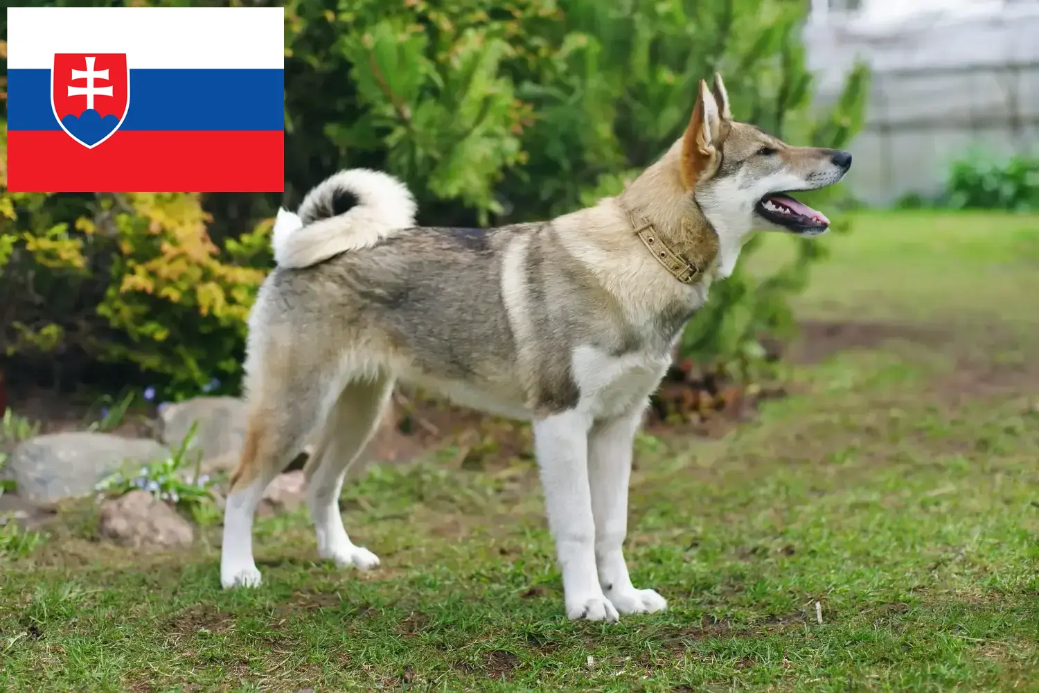 Laika hvalpe og opdrættere Slovakiet Her kan du finde Laikas opdrættere i Slovakiet.