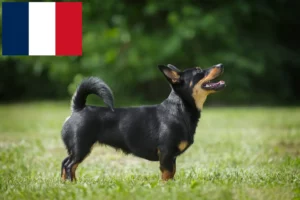 Read more about the article Lancashire Heeler opdrættere og hvalpe i Frankrig
