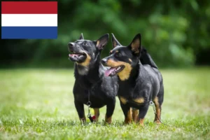 Read more about the article Lancashire Heeler opdrættere og hvalpe i Holland