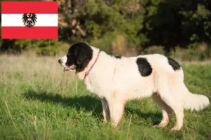 Read more about the article Landseer-opdrættere og hvalpe i Østrig