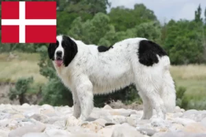 Read more about the article Landseer-opdrættere og hvalpe i Danmark