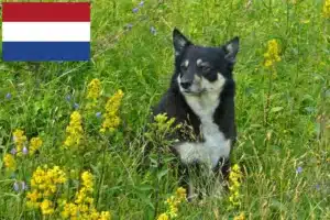 Read more about the article Opdrættere af lappiske rensdyrhunde og hvalpe i Holland