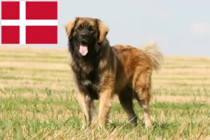 Read more about the article Leonberger-opdrættere og hvalpe i Danmark
