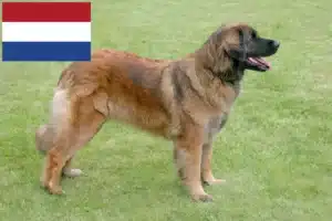 Read more about the article Leonberger-opdrættere og hvalpe i Holland