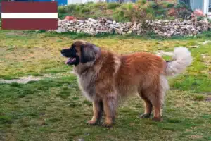 Read more about the article Leonberger-opdrættere og hvalpe i Letland