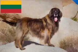 Read more about the article Leonberger-opdrættere og hvalpe i Litauen