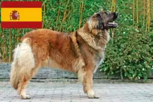 Read more about the article Leonberger-opdrættere og hvalpe i Spanien