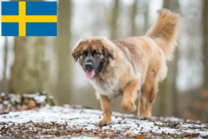 Read more about the article Leonberger-opdrættere og hvalpe i Sverige