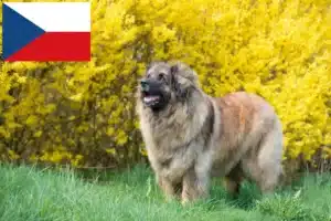 Read more about the article Leonberger-opdrættere og hvalpe i Tjekkiet