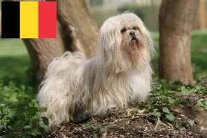 Read more about the article Lhasa Apso-opdrættere og hvalpe i Belgien