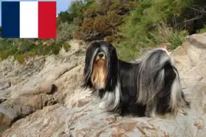 Read more about the article Lhasa Apso-opdrættere og hvalpe i Frankrig