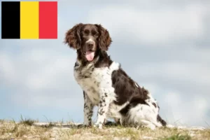 Read more about the article Lille Münsterländer-opdrætter og hvalpe i Belgien