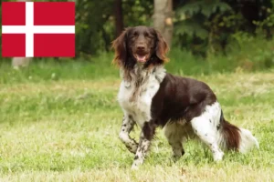 Read more about the article Lille Münsterländer opdrætter og hvalpe i Danmark