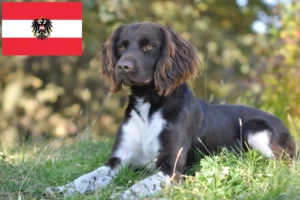Read more about the article Lille Münsterländer-opdrætter og hvalpe i Østrig