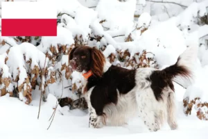 Read more about the article Lille Münsterländer-opdrætter og hvalpe i Polen
