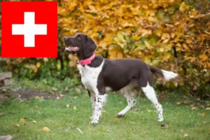 Read more about the article Lille Münsterländer opdrætter og hvalpe i Schweiz