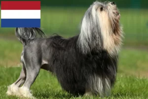 Read more about the article Löwchen-opdrættere og hvalpe i Holland