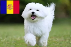 Read more about the article Malteseropdrættere og hvalpe i Andorra