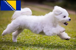 Read more about the article Malteseropdrættere og hvalpe i Bosnien-Hercegovina