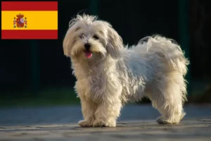 Read more about the article Malteseropdrættere og hvalpe i Spanien