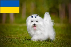 Read more about the article Malteseropdrættere og hvalpe i Ukraine