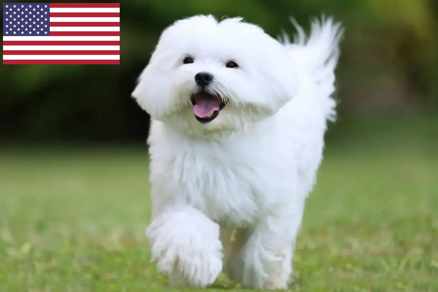 Malteserhvalpe og opdrættere USA Find malteseropdrættere i USA her.