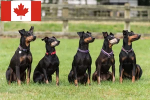 Read more about the article Manchester Terrier opdrættere og hvalpe i Canada