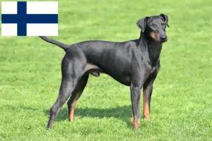 Read more about the article Manchester Terrier opdrættere og hvalpe i Finland