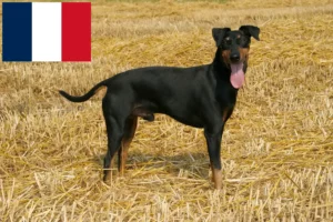 Read more about the article Manchester Terrier opdrættere og hvalpe i Frankrig