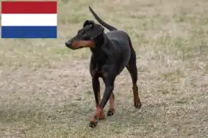 Read more about the article Manchester Terrier opdrættere og hvalpe i Holland