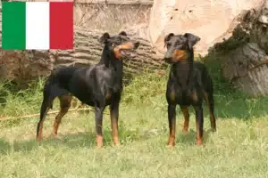 Read more about the article Manchester Terrier opdrættere og hvalpe i Italien