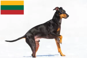 Read more about the article Manchester Terrier opdrættere og hvalpe i Litauen