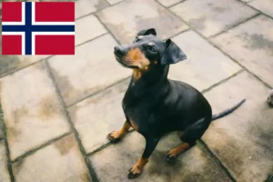 Read more about the article Manchester Terrier opdrættere og hvalpe i Norge