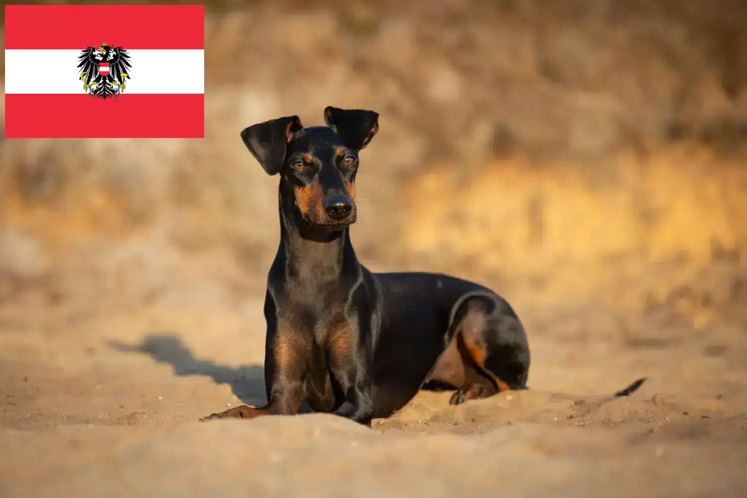 Manchester Terrier hvalpe og opdrættere Østrig Her kan du finde opdrættere af Manchester Terrier i Østrig.