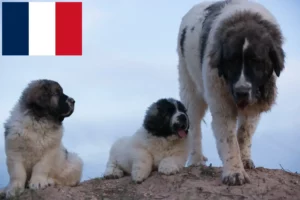 Read more about the article Mastín del Pirineo-opdrættere og hvalpe i Frankrig