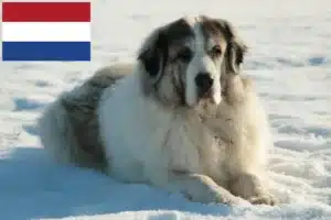 Read more about the article Mastín del Pirineo opdrættere og hvalpe i Holland
