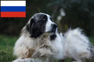 Read more about the article Mastín del Pirineo-opdrættere og hvalpe i Rusland