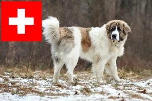 Read more about the article Mastín del Pirineo opdrættere og hvalpe i Schweiz