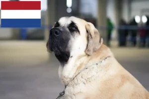 Read more about the article Mastín Español opdrættere og hvalpe i Holland