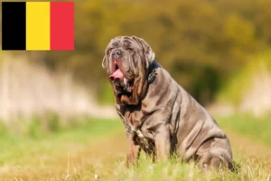 Read more about the article Mastino Napoletano opdrættere og hvalpe i Belgien