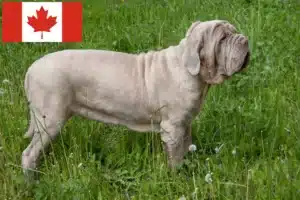 Read more about the article Mastino Napoletano opdrættere og hvalpe i Canada