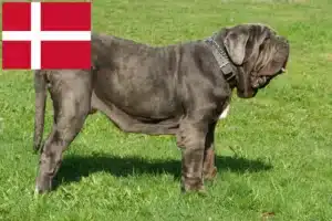 Read more about the article Mastino Napoletano opdrættere og hvalpe i Danmark