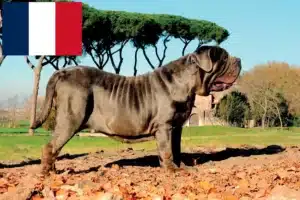 Read more about the article Mastino Napoletano opdrættere og hvalpe i Frankrig