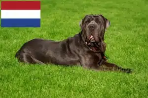 Read more about the article Mastino Napoletano opdrættere og hvalpe i Holland