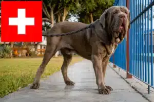 Read more about the article Mastino Napoletano opdrættere og hvalpe i Schweiz