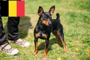 Read more about the article Dværgpinscher-opdrættere og hvalpe i Belgien