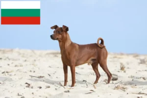 Read more about the article Dværgpinscher-opdrættere og hvalpe i Bulgarien