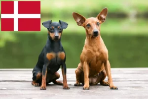 Read more about the article Dværgpinscher-opdrættere og hvalpe i Danmark