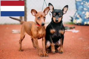 Read more about the article Miniature Pinscher opdrættere og hvalpe i Holland