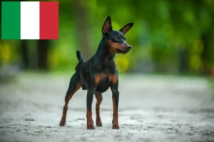 Read more about the article Dværgpinscher-opdrættere og hvalpe i Italien